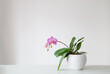 Leinwandbild Motiv purple tiger orchid in flowerpot on white background