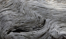 Patterns Of Time On Dry Driftwood Tree Trunk