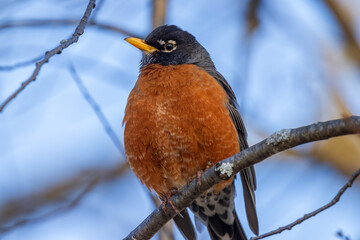 Wall Mural - A robin red breast bird clings to a branch in this closeup photograph. 