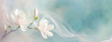 Fototapeta Kwiaty - Tapeta, kwiaty wiosenne, biała magnolia