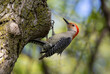 Red Bellied Woodpecker in tree, clinging to bark with talons