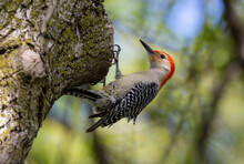 Red Bellied Woodpecker In Tree, Clinging To Bark With Talons