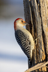 Wall Mural - Red Bellied Woodpecker on dead tree trunk with soft sunlight