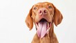 © buraratn - funny dog shows tongue. Hungarian vizsla on a white background