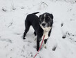 Black and White Senior Mixed Breed Dog Standing in Snow Wearing a Pink Leash and Martingale Collar During Canadian Winter