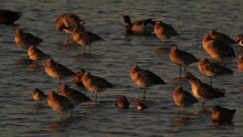Waders And Ducks Standing In Shallow Water In The Evening Light During The Golden Hour.