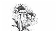  A Black And White Drawing Of Two Sunflowers On A White Background With A Splash Of Water On The Bottom Of The Image And Bottom Half Of The Image.