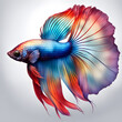© Ocharonata - Siamese beautiful colorful fish