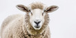 sheep portrait close up on white background