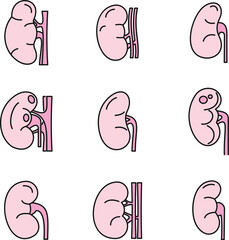 Poster - Kidney organ icons set. Outline set of kidney organ vector icons thin line color flat on white