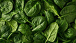  a close up of a bunch of green leafy leaves on a bed of leafy green leaves on a bed of leafy green leaves on a bed of spinach.
