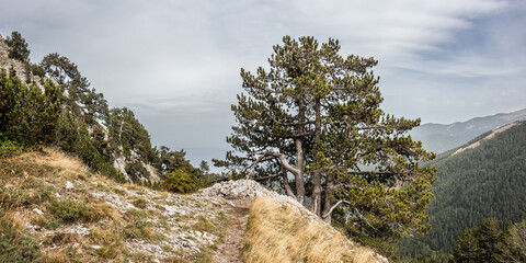 Wall Mural - Pirin highlands in summer day: the rocky mountain slope and Bosnian pine or Heldreich's pine trees (Pinus heldreichii) on it. Trekking route from Banderitsa hut to Kazana shelter.