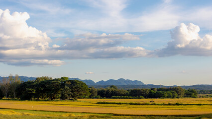 Wall Mural - Agriculture concept, Landscape view of golden yellow rice plantation with big mountains, The ears of paddy in the rice field with blue sky and white could, Countryside farm in the northern of Thailand