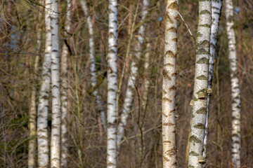  Selective focus of tree trunks in the forest, White bark with leafless in winter, Birch is a thin leaved deciduous hardwood tree of the genus Betula in the family Betulaceae, Nature background.