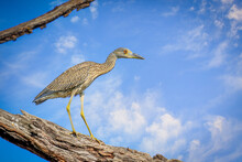 Juvenile Yellow-crowned Night Heron (Nyctanassa Violacea) Perched In A Tree