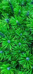 green pine needles