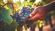Wrinkled hands gather grape clusters, sunny vineyard.
