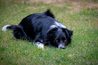 black dog laying on grass