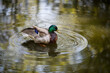 mallard duck in water