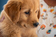 close up of golden retriever puppy