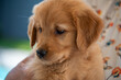 close up of golden retriever puppy