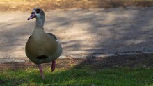 Close View Of An Egyptian Goose Standing On A Meadow And Grooming