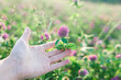 Red clover in a womans hand.Clover extract. Valuable forage and medicinal plant.Useful herbs and flowers.Womens health flower. 