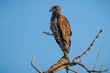 young eagle bird sitting in tree