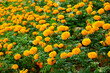 Lots of yellow marigold flowers in the garden, Selective focus.
