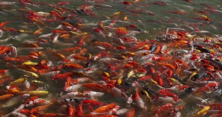 Wall Mural - A group of colorful carp swim in the clear water pond