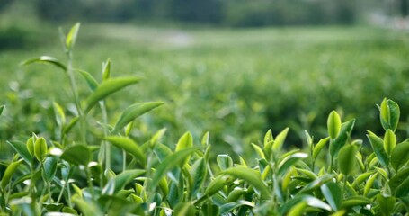 Wall Mural - Green tea tree leaves field young tender bud herbal Green tea tree in camellia sinensis organic farm. Close up Fresh Tree tea plantations mountain green nature in herbal farm plant background morning