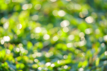 Abstract blur natural green grass texture with bokeh light background
