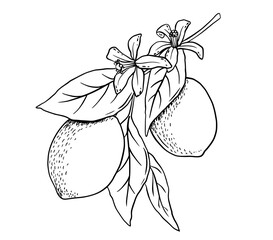 Wall Mural - Hand drawn etching lemon with leaves and flower. Fruit tree branch in sketch style, whole fresh citrus. Vector black and white drawing isolated