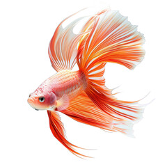 Wall Mural - Red Goldfish Isolated