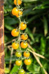 Wall Mural - Fresh organic cherry tomatoes on tree in the garden