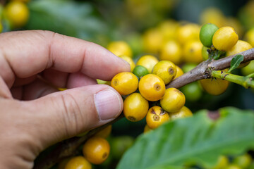 Wall Mural - Coffee farmer picking ripe yellow cherry CatiMor Coffee beans