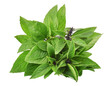 sweet thai basil isolated, png file