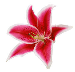 Wall Mural - Lily  flower  on  isolated background with clipping path.  Closeup. For design. Transparent background.  Nature.