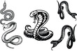 Viper poisonous snakes set in engraving style. serpent cobra and python, anaconda or viper, royal in editable vector file. Easy to change color or manipulate. eps 10 