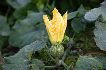 Wall Mural - Green Organic vegetable sweet pumpkin small yellow flower in the garden, Young Pumpkin natural pollination in the field of countryside in Bangladesh