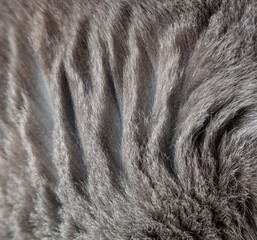 cat fur as an abstract background. texture