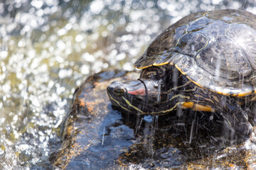 Sticker - Turtle splashing water in the lake