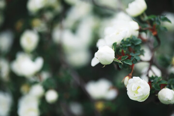 Sticker - White flowers on a green bush. The white rose is blooming. Spring cherry apple blossom.