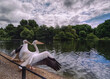 St James s Park in London, Westminster, England.a landscape showing its lake with pelicans (pepecanus) standing at the water edge in the foreground and with a clear blue sky.