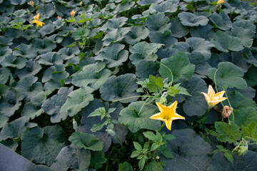 Wall Mural - Green Organic vegetable sweet pumpkin Plantation in the garden