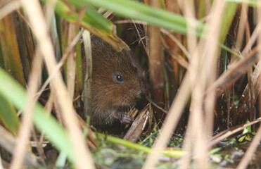 Wall Mural - An endangered Water Vole, Arvicola amphibius, hidden in the reeds at the edge of a pond feeding on water plants. The water vole is under serious threat from habitat loss and predation by mink.