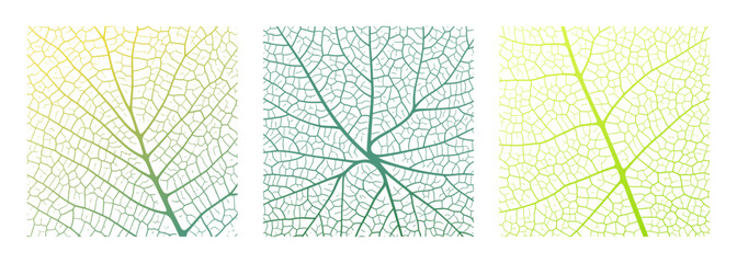 Wall Mural - leaf vein texture abstract background with close up plant leaf cells ornament texture pattern. green