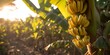 Ripe bananas hanging on a tree at sunset. golden hour in a tropical plantation. fresh, organic produce concept. agriculture and farming themed image. AI