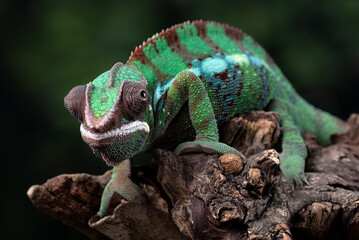 Wall Mural - Female chameleon panther on a tree branch