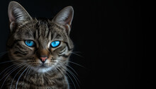 A Tabby Cat With Mesmerizing Blue Eyes And Distinct Fur Patterns Looks Intently At The Camera, Set Against A Stark Black Background